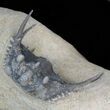 Spiny Leonaspis Trilobite - Foum Zguid, Morocco #40150-2
